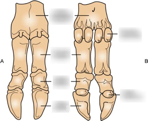 Diagram Of Bovine Metacarpus And Phalanges Quizlet