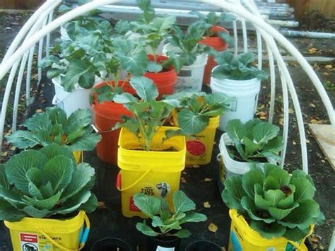 Horta sustentável 50 ideias para fazer Como Plantar e Cuidar