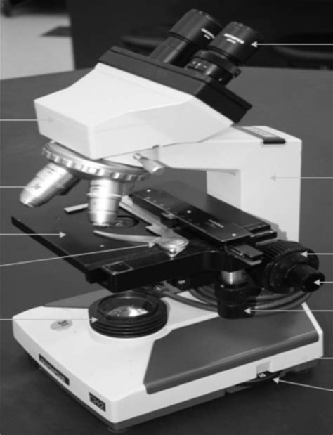 Anatomy Lab Quiz Microscope Labeling Diagram Quizlet