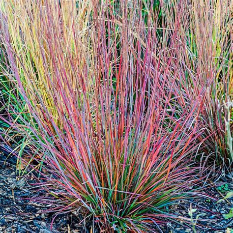 Pot Pack Ornamental Grasses at Lowes.com