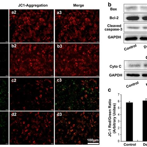 Dex Improved Mitochondrial Function And Inhibits Cocl Induced