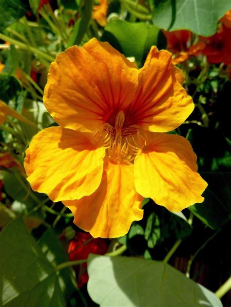 Garden Nasturtiums: Plant Care and Collection of Varieties - Garden.org