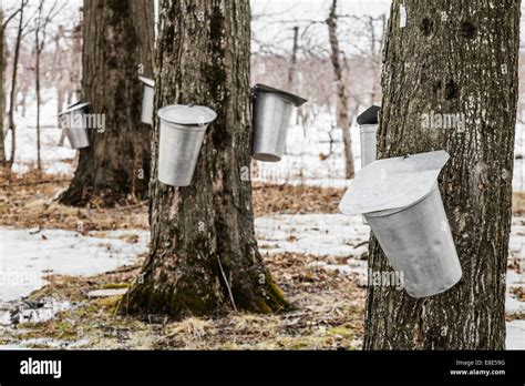 Buckets To Collect Maple Sap Hi Res Stock Photography And Images Alamy