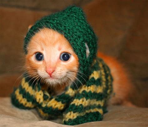 The 50 Cutest Kitten Pictures Of All Time