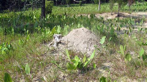 12 Different Types Of Ant Mounds W Pictures