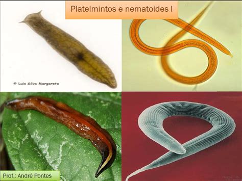 Diferença Entre Platelmintos E Nematelmintos