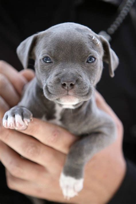 Baby Pitbull Cute Animals Animals Baby Animals