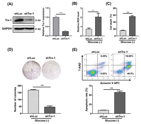 Knockdown Of Trx 1 Sensitizes Colorectal Cancer Cells To Glucose