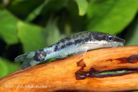 Otocinclus Cf Affinis Bap