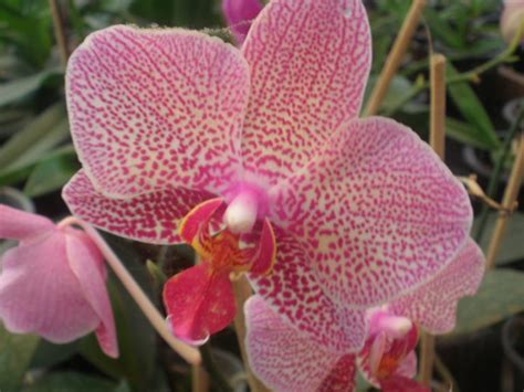 Orqu Dea Phalaenopsis Pre O E Como Cuidar Tc