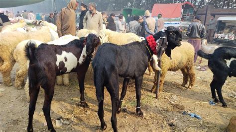 Wednesday Update Lahore Bakra Mandi Shahpur Kanjra Desi Chatre Bakre