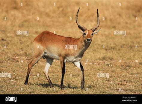 Red Lechwe South Africa Stock Photo Alamy