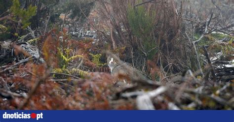 Os Gatos No Pico Do Areeiro S O O Maior Perigo Para A Freira Da