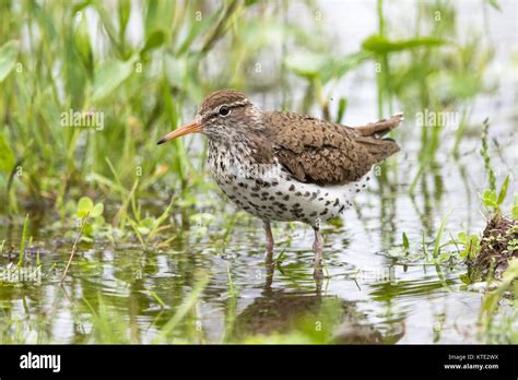 Spotted sandpiper - breeding plumage Stock Photo - Alamy