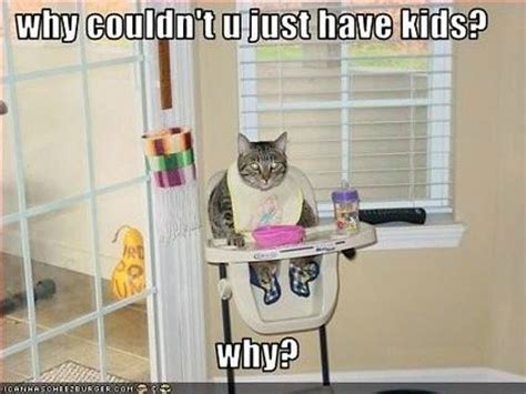 Cat In High Chair Funny Cat Pictures Crazy Cats Funny Cats