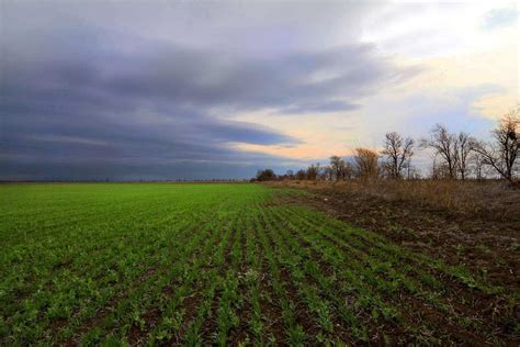 Озимые поля осенью - фото и картинки: 66 штук