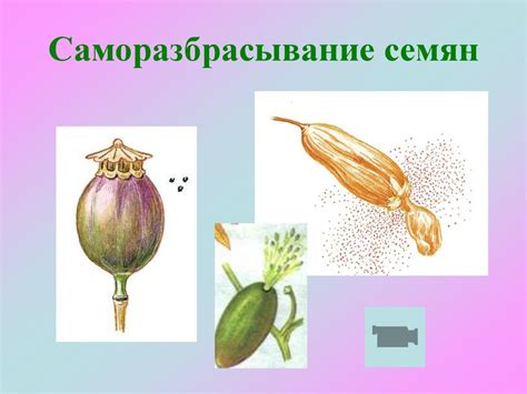 Плод - презентация онлайн