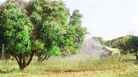 Farmer is spraying mango trees with tractor,insecticide application ...