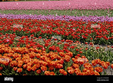 Lisse -Netherland Holland 21 April 2011 / Netherlands trade mark tulip ...