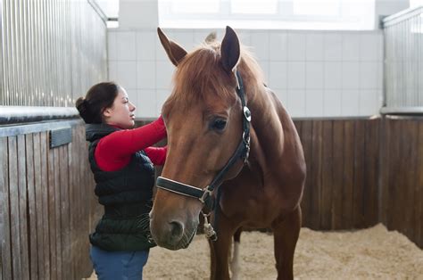 General Horse Care | Virginia Horse Council