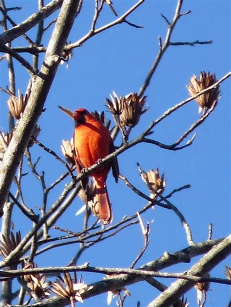 The Greenbelt East Tennessee November Birds