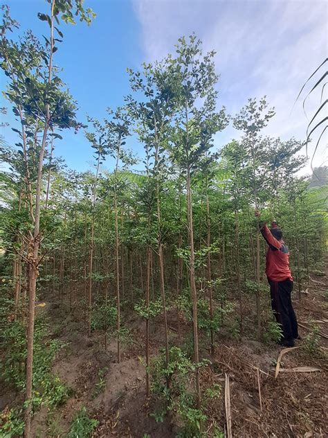 Bibit Pohon Ketapang Kencana Terminalia Mantaly Ekoniaga Hijau Alam