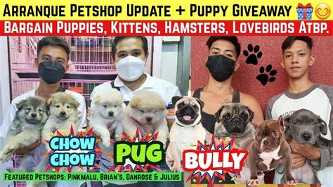 Arranque Petshop Update Puppy Giveaway Bargain Puppies Kittens