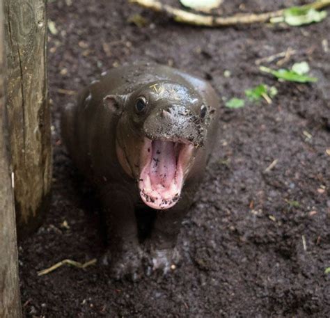 53 Baby Hippos That Will Make Everything Better Baby Hippo Baby