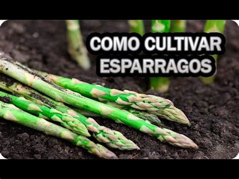 Cultivo de espárragos silvestres