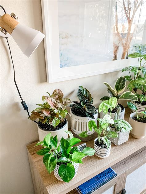 Grow Lights 101 Raising Houseplants In A Low Light Home Kayla Lynn Lifestyle Plants