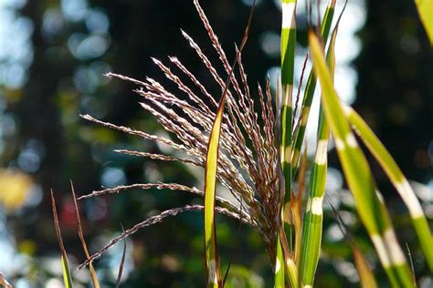 How To Grow and Care for Zebra Grass? | Easy Way To Garden