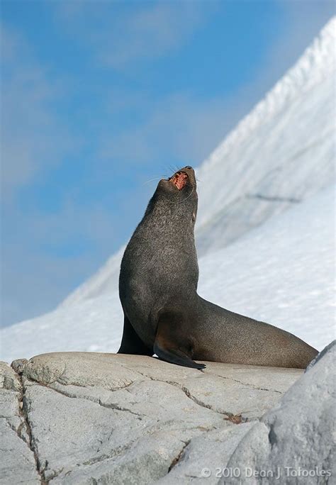 Seal, Antarctica | Antarctica, Arctic, Travel around the world