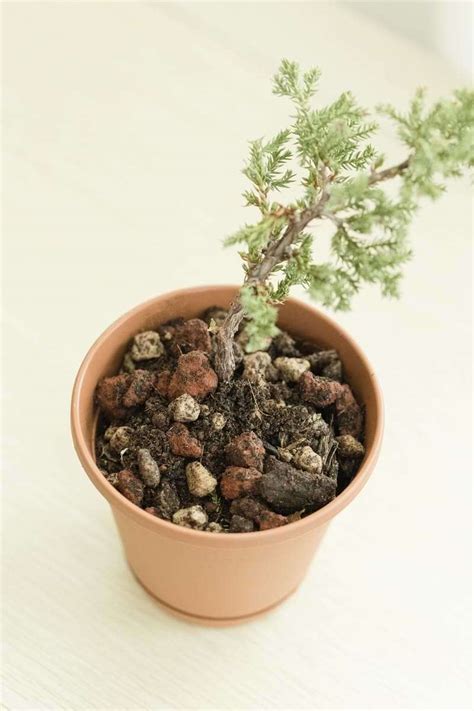 Bonsai Soil | Bonsai Tree Resource Center | Bonsai Tree Care Tips ...