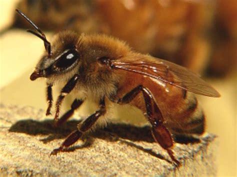 Bees Pollination And Habitat Loss Owlcation