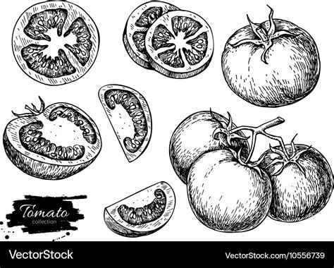 Sliced Tomatoes Drawing