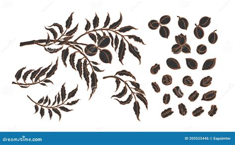 Branch Of Pecan Fruits With Leaves Kernel And Drop Of Oil Isolated On