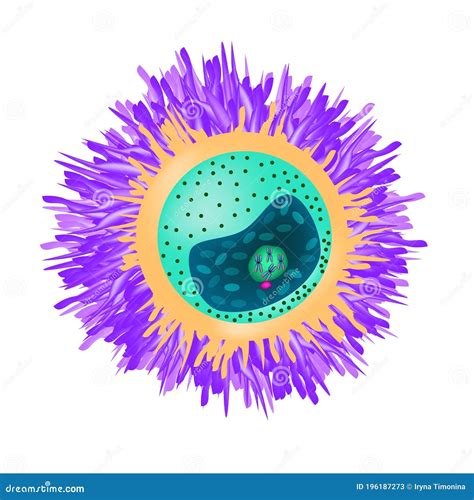 The Structure Of The Ovum The Introduction Of Sperm Into The Ovum