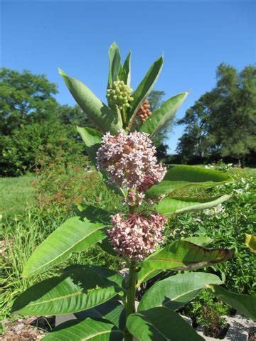 Free Milkweed Plants! - Unitarian Universalist Church of Elgin