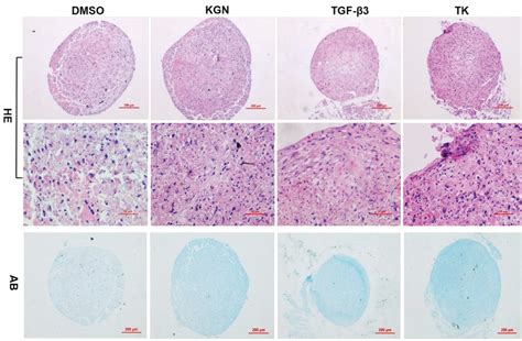 Hematoxylin And Eosin And Alcian Blue Staining Of Pellet Sections After