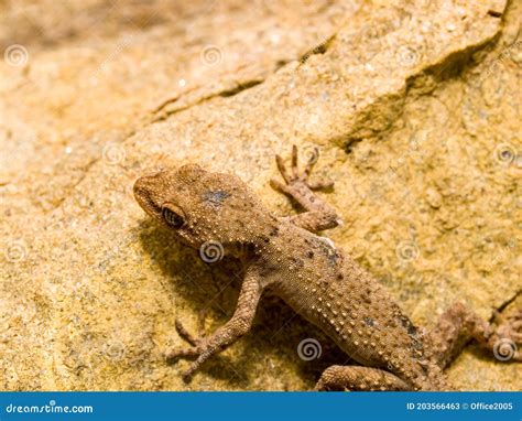 Kotschy S Gecko Mediodactylus Kotschyi Stock Image Image Of Lagarto