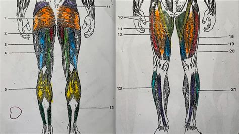 Anterior And Posterior View Of Leg Muscles Diagram Quizlet