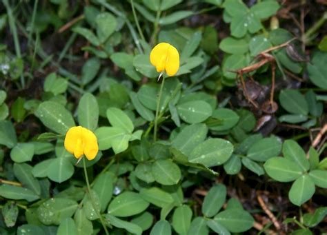 Arachis Hypogaea Ufifas Assessment University Of Florida