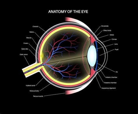 Ooganatomie Structuur Van Het Menselijk Oog Infografiek Uiterlijk