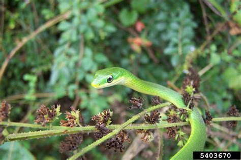 Rough Green Snake Opheodrys Aestivus