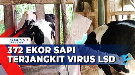 Virus Lsd Menular Cepat Ke Sapi Di Kecamatan Garut Youtube