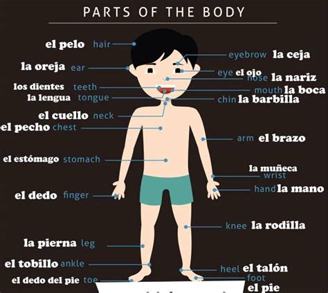 Partes Del Cuerpo En Ingl S Aprendo En Ingl S