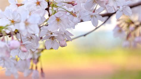 1920x1200 cherry blossom screensavers and backgrounds free ...