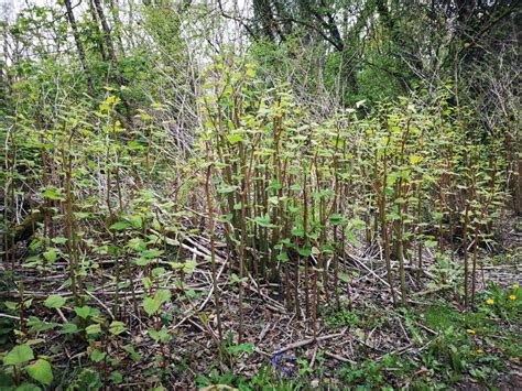 How To Control Japanese Knotweed And Delicious Ways To Eat It