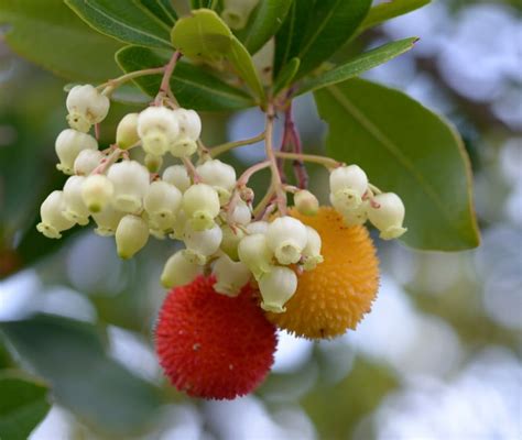 Corbezzolo Cos Frutto Utilizzi E Propriet