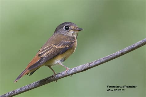 Ferruginous Flycatcher AlanNg3 Birds Of Singapore